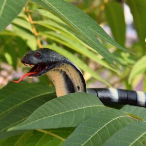 1. FUN LITTLE TOYS Realistic Remote Control Snake Toy
